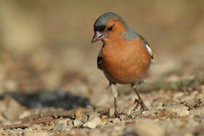 Chaffinch, male