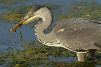 Grey Heron, immature