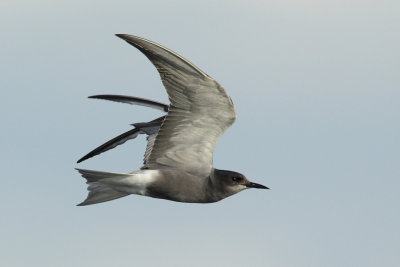 Black Tern