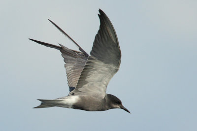 Black Tern
