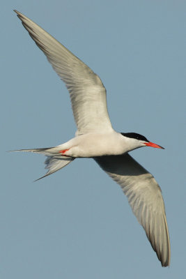 Common Tern