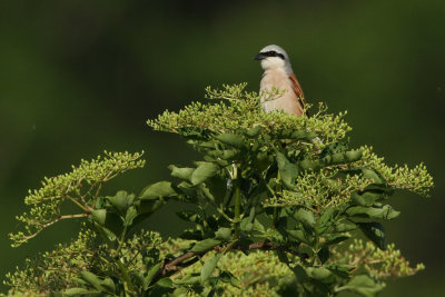 Red-backed shrike, male