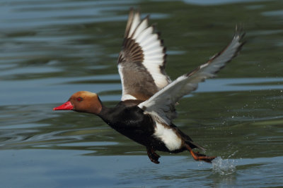 Red-crested Pochard, male
