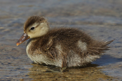 Red-crested Pochard, chick