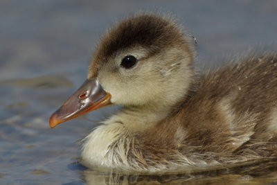 Red-crested Pochard, chick
