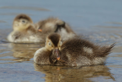 Red-crested Pochard, chicks