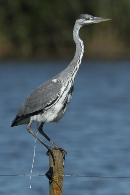 Grey Heron, immature