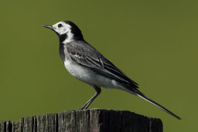 White Wagtail