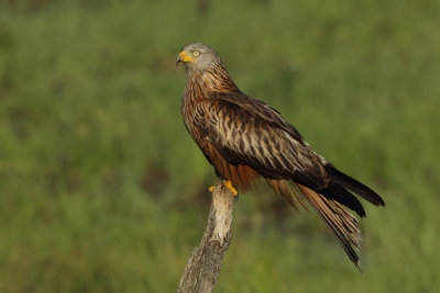 Red Kite