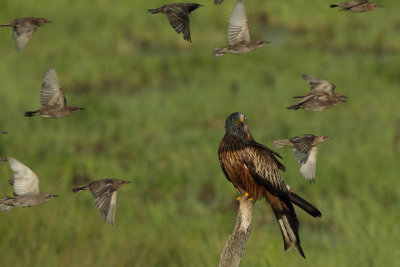 Red Kite
