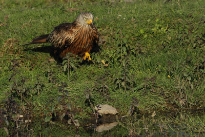 Red Kite