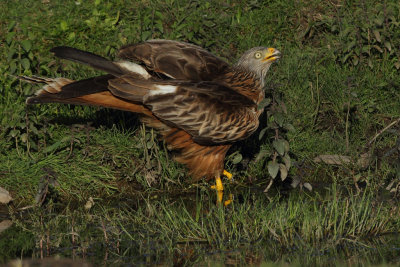 Red Kite