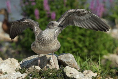 Yellow-legged Gull