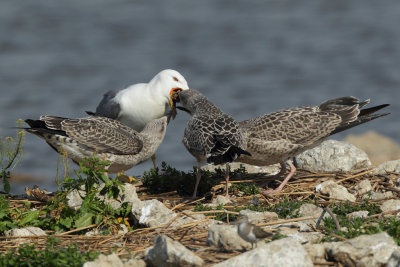 Yellow-legged Gull