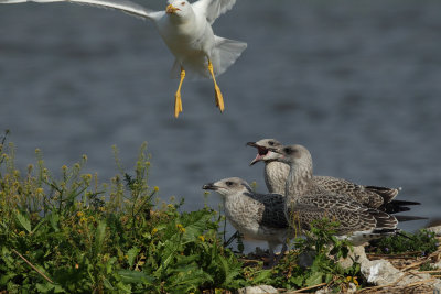 Yellow-legged Gull