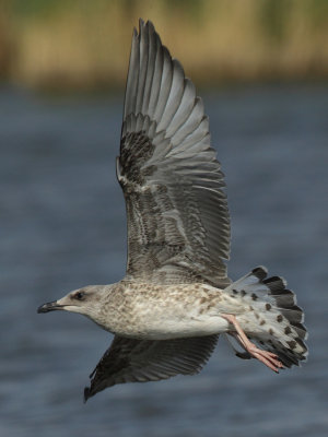 Yellow-legged Gull