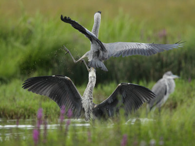 Grey Heron