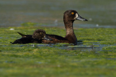 Tufted Duck