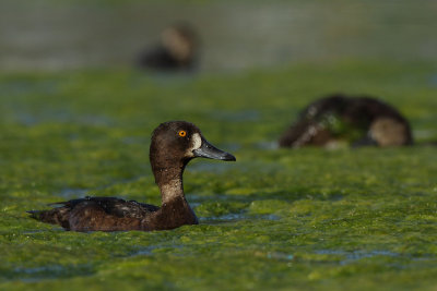 Tufted Duck