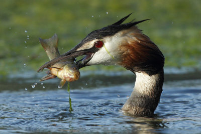 Great Crested Grebe