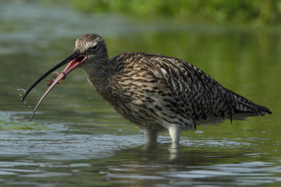 Curlew