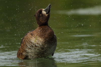 Tufted Duck