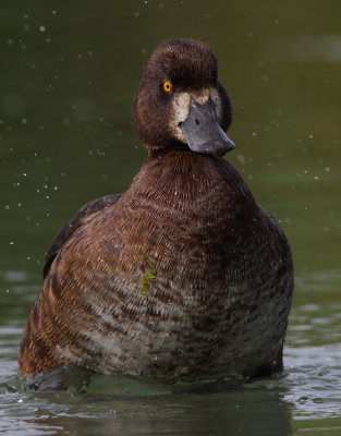 Tufted Duck