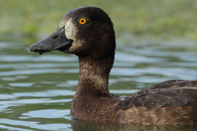 Tufted Duck