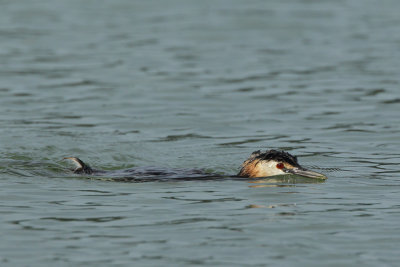 Great Crested Grebe