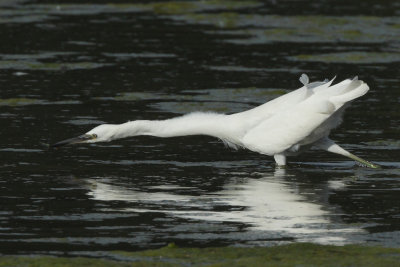 Little Egret