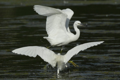 Little Egret