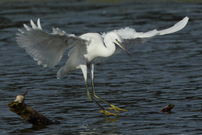 Little Egret