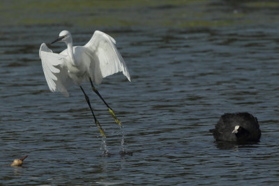 Little Egret