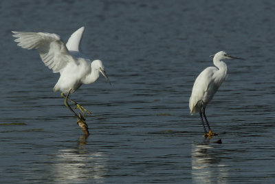 Little Egret