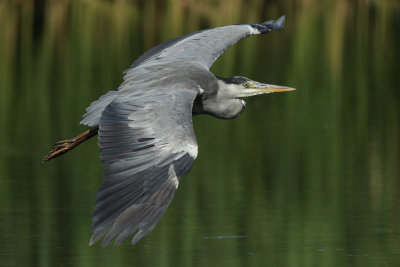 Grey Heron