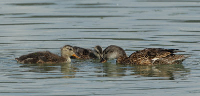 Gadwall