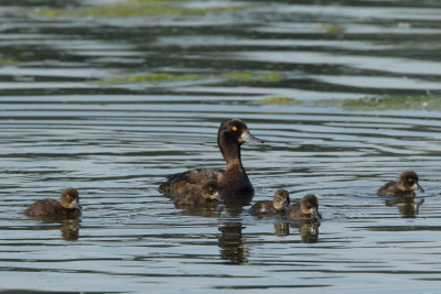 Tufted Duck