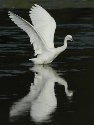 Little Egret, chasing