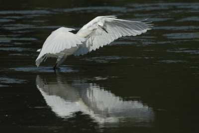 Little Egret, chasing