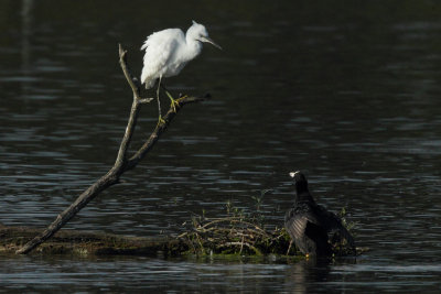 Little Egret