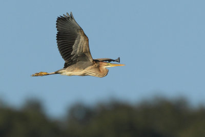 Purple Heron, juvenile