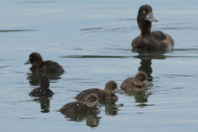 Tufted Duck