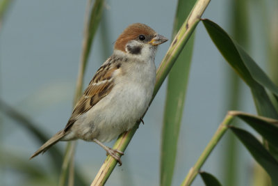 Tree Sparrow