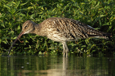 Curlew