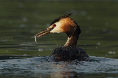 Great Crested Grebe