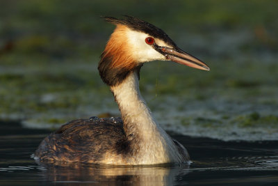 Great Crested Grebe