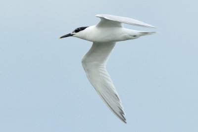Sandwich Tern