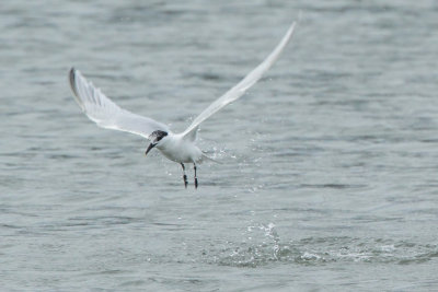 Sandwich Tern