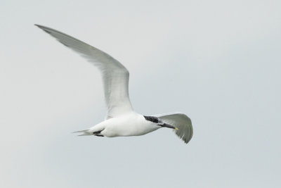 Sandwich Tern
