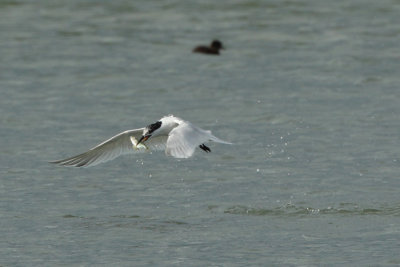 Sandwich Tern